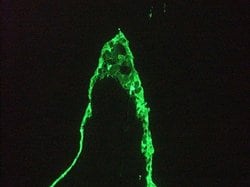 Invitrogen Cytokeratin 18 Monoclonal Antibody (RGE53) 100 &mu;L; Unconjugated:Antibodies,