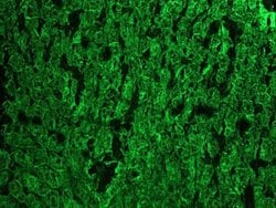 Invitrogen Cytokeratin 18 Monoclonal Antibody (RGE53) 100 &mu;L; Unconjugated:Antibodies,