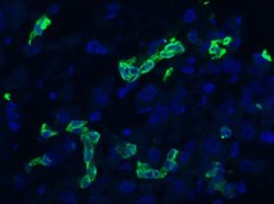 Invitrogen Cytokeratin 19 Monoclonal Antibody (RCK108) 100 &mu;L; Unconjugated:Antibodies,