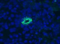Invitrogen Cytokeratin 7 Monoclonal Antibody (RCK105) 100 &mu;L; Unconjugated:Antibodies,