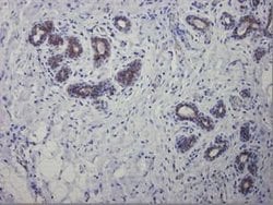 Invitrogen Cytokeratin 7 Monoclonal Antibody (OVTL12/30) 100 &mu;L; Unconjugated:Antibodies,