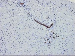 Invitrogen Cytokeratin 7 Monoclonal Antibody (OVTL12/30) 100 &mu;L; Unconjugated:Antibodies,
