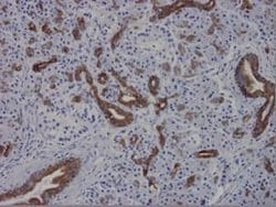 Invitrogen Cytokeratin 7 Monoclonal Antibody (OVTL12/30) 100 &mu;L; Unconjugated:Antibodies,