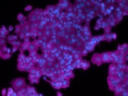 Invitrogen Cytokeratin Pan Monoclonal Antibody (C-11), APC 100 &mu;g; APC:Antibodies,