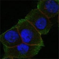 Invitrogen DAXX Monoclonal Antibody (7A11) 100 &mu;L; Unconjugated:Antibodies,