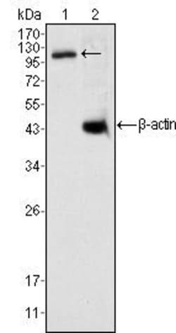 Invitrogen DAXX Monoclonal Antibody (7A11) 100 &mu;L; Unconjugated:Antibodies,