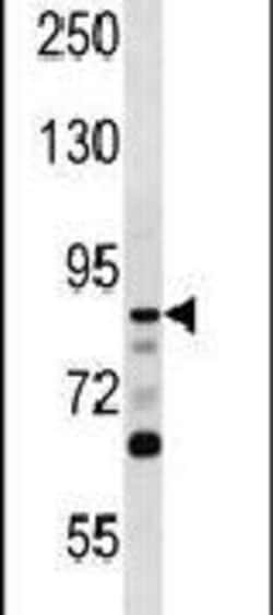 DCLK1 Rabbit anti-Human, Mouse, Polyclonal, Invitrogen 400 &mu;L; Unconjugated:Antibodies,
