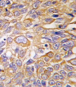 DDIT4, Polyclonal, Invitrogen 400&mu;L; Unconjugated:Antibodies, Polyclonal