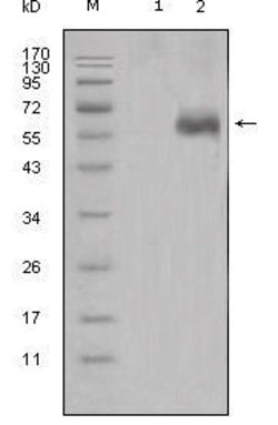 Invitrogen DKK1 Monoclonal Antibody (2H2) 100 &mu;L; Unconjugated:Antibodies,
