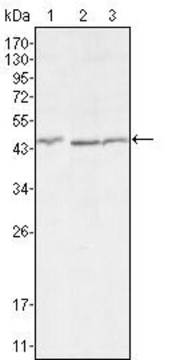 Invitrogen DKK3 Monoclonal Antibody (4G7) 100 &mu;L; Unconjugated:Antibodies,