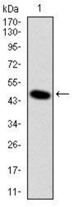 Invitrogen DLK1 Monoclonal Antibody (3A10) 100 &mu;L; Unconjugated:Antibodies,