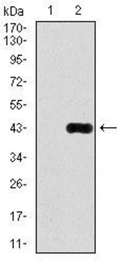 Invitrogen DLL4 Monoclonal Antibody (4A11) 100 &mu;g; Unconjugated:Antibodies,
