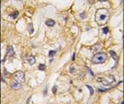 RGMB Rabbit anti-Human, Mouse, Polyclonal, Invitrogen 400 &mu;L; Unconjugated:Antibodies,