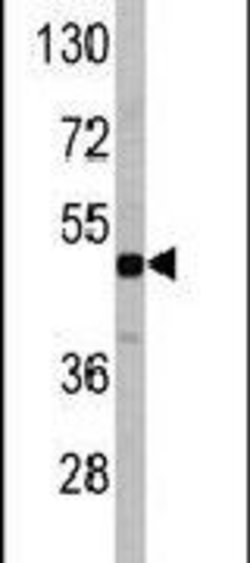 RGMB Rabbit anti-Human, Mouse, Polyclonal, Invitrogen 400 &mu;L; Unconjugated:Antibodies,