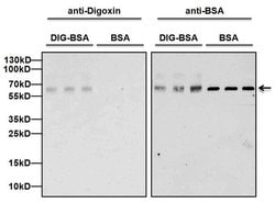 Invitrogen Digoxin Monoclonal Antibody (26G10) 100 &mu;g; Unconjugated:Antibodies,