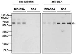 Invitrogen Digoxin Monoclonal Antibody (38G12) 1 mg; Unconjugated:Antibodies,