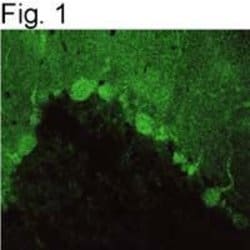 Invitrogen PSD93 Polyclonal Antibody 100 &mu;g; Unconjugated:Antibodies,