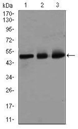 Invitrogen E2F1 Monoclonal Antibody (8G9) 100 &mu;g; Unconjugated:Antibodies,