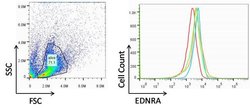 Invitrogen Endothelin A Receptor Polyclonal Antibody 400 &mu;L; Unconjugated:Antibodies,