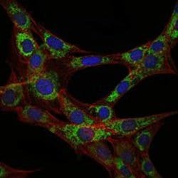 Invitrogen EEF2 Monoclonal Antibody (5B6) 100 &mu;L; Unconjugated:Antibodies,