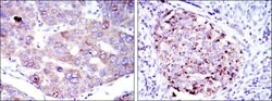 Invitrogen EEF2 Monoclonal Antibody (5B6) 100 &mu;L; Unconjugated:Antibodies,