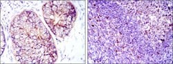 Invitrogen EEF2 Monoclonal Antibody (5B6) 100 &mu;L; Unconjugated:Antibodies,