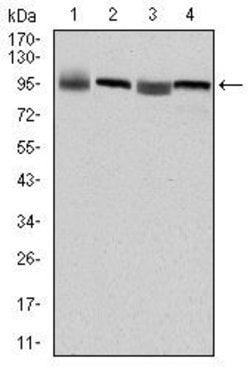 Invitrogen EEF2 Monoclonal Antibody (5B6) 100 &mu;L; Unconjugated:Antibodies,