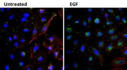 Invitrogen™ EGF Monoclonal Antibody (3A8)
