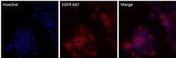 Invitrogen™ EGFR Recombinant Rabbit Monoclonal Antibody (30H45L48), Alexa Fluor™ 647