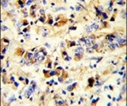 EGFR Rabbit anti-Human, Polyclonal, Invitrogen 400 &mu;L; Unconjugated:Antibodies,