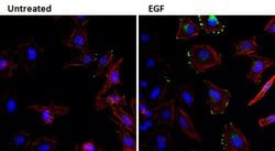 Invitrogen EGF Monoclonal Antibody (1H11) 200 &mu;g; Unconjugated:Antibodies,