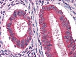 Invitrogen EGF Monoclonal Antibody (9D7F11) 100 &mu;L; Unconjugated:Antibodies,
