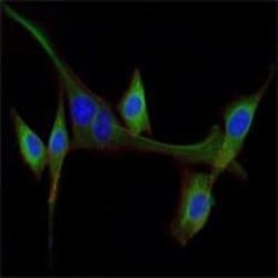 Invitrogen EGF Monoclonal Antibody (4E11) 100 &mu;L; Unconjugated:Antibodies,