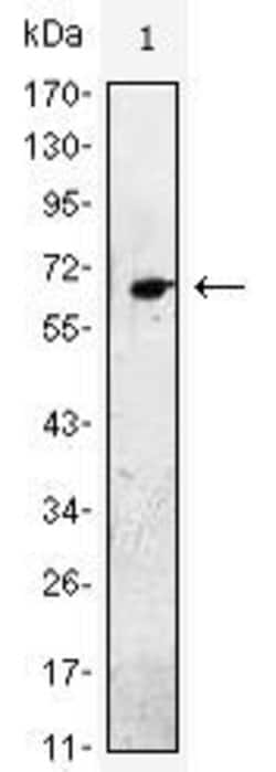 Invitrogen EGF Monoclonal Antibody (4E11) 100 &mu;L; Unconjugated:Antibodies,