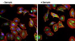 Invitrogen EGF Monoclonal Antibody (9A1) 200 &mu;g; Unconjugated:Antibodies,