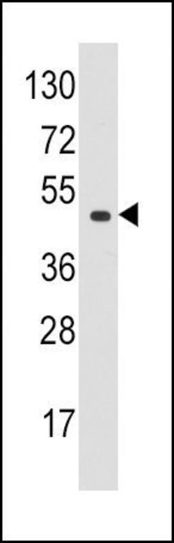 eIF4A1 Rabbit anti-Human, Polyclonal, Invitrogen 400 &mu;L; Unconjugated:Antibodies,