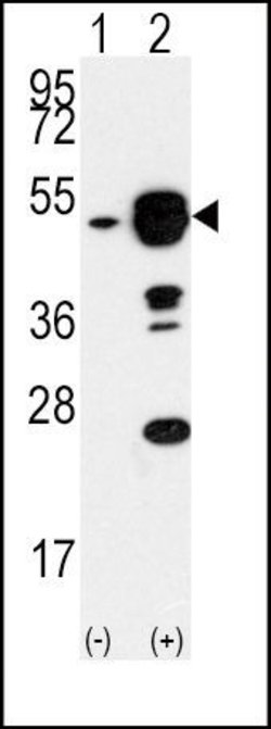 eIF4A1 Rabbit anti-Human, Polyclonal, Invitrogen 400 &mu;L; Unconjugated:Antibodies,
