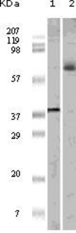 Invitrogen ELK1 Monoclonal Antibody (3H6D12, 4H9C8, 4H9F1) 100 &mu;L; Unconjugated:Antibodies,