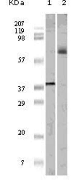 Invitrogen ELK1 Monoclonal Antibody (7E10D5, 7E10E8) 100 &mu;L; Unconjugated:Antibodies,