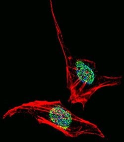 EN2 Polyclonal Antibody, Invitrogen 400 &mu;L; Unconjugated:Antibodies,
