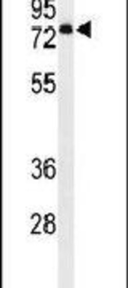 ENPP7 Rabbit anti-Human, Polyclonal, Invitrogen 400 &mu;L; Unconjugated:Antibodies,