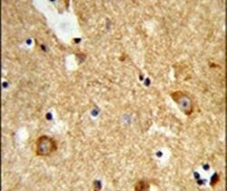 ENTPD2 Rabbit anti-Human, Polyclonal, Invitrogen 400 &mu;L; Unconjugated:Antibodies,