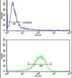 ENTPD2 Rabbit anti-Human, Polyclonal, Invitrogen 400 &mu;L; Unconjugated:Antibodies,