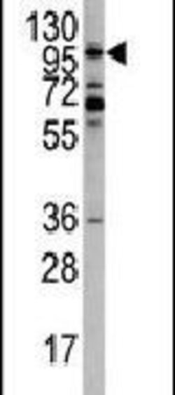 EphA10 Rabbit anti-Human, Polyclonal, Invitrogen 400 &mu;L; Unconjugated:Antibodies,