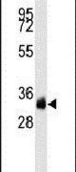 EphB2 Monoclonal Antibody (48CT12.6.4), Invitrogen 200 &mu;L; Unconjugated:Antibodies,