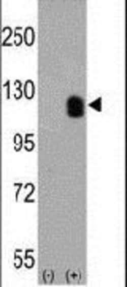 EphB2 Monoclonal Antibody (48CT12.6.4), Invitrogen 200 &mu;L; Unconjugated:Antibodies,