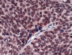 ERCC1 Rabbit anti-Human, Polyclonal, Invitrogen 500 &mu;L; Unconjugated:Antibodies,