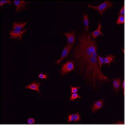 Invitrogen LMAN1 Polyclonal Antibody 100 &mu;g; Unconjugated:Antibodies,