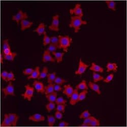 Invitrogen LMAN1 Polyclonal Antibody 100 &mu;g; Unconjugated:Antibodies,