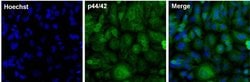 Invitrogen ERK1/ERK2 Monoclonal Antibody (3F8B3) 100 &mu;g; Unconjugated:Antibodies,